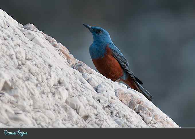 蓝矶鸫和沿河城的那些鸟