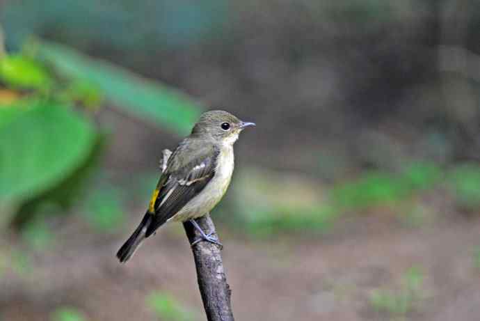 北京天坛公园的鸟类——雌性白眉姬鹟（5）