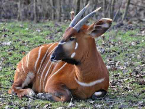 麒麟：传说的兽原型探秘（紫羚）