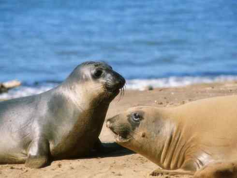 自然奇观：动物大迁徙(鳍足类)