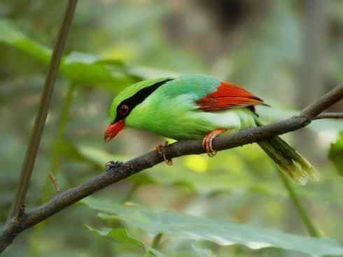 美丽无罪：雀鸟之绿鹊