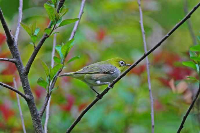 北京天坛公园的鸟类——红胁绣眼鸟（9）