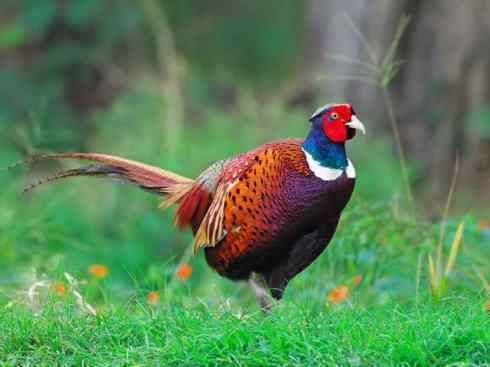 凤凰：传说的鸟原型探秘（雉鸡）