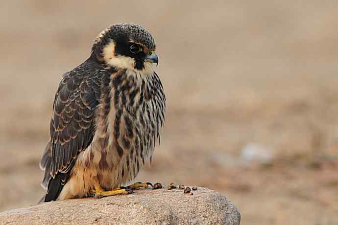 诠释燕隼“吐食丸”的全过程