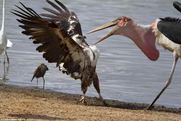 为了一条鱼，两只鸟大打出手！