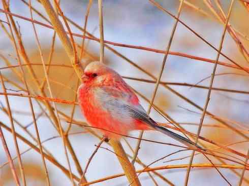 美丽无罪：雀鸟之雀类