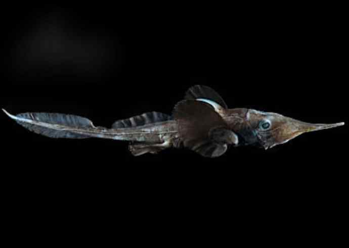 鱼类活化石：长吻银鲛