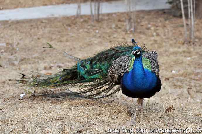 蓝孔雀