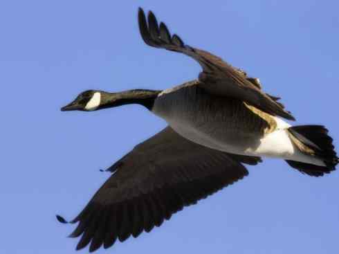 欣赏：美丽的雁