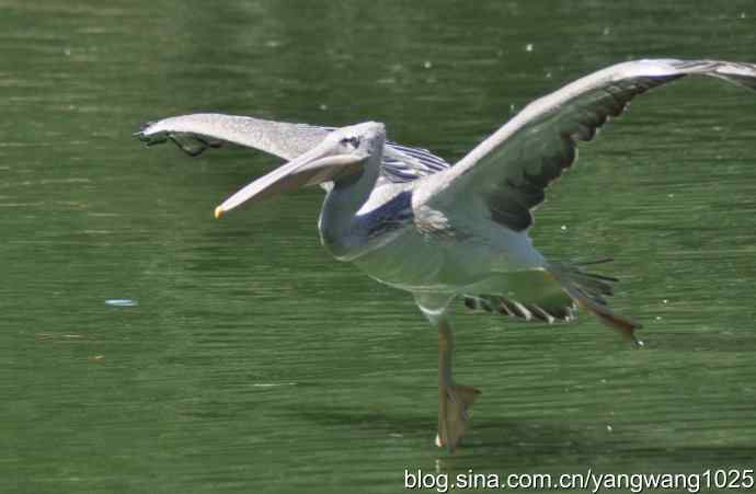 再拍大鹈鹕 wbr2