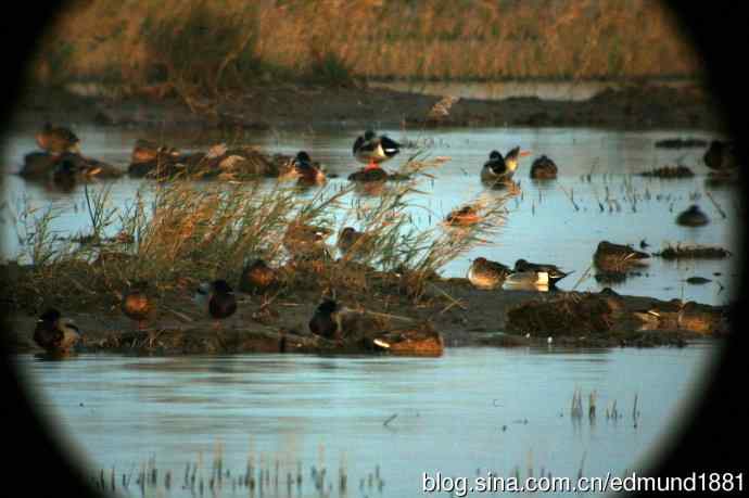 崇明东滩湿地公园观鸟记