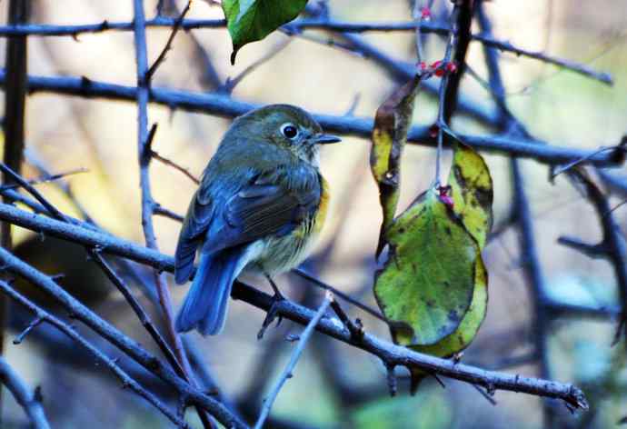 雄性红胁蓝尾鸲