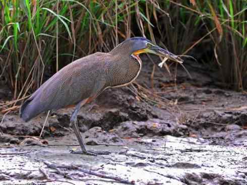 天生猎手：非猛禽类猎手之六（重量级的杀手——大型鹭鸟）