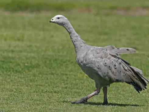 悼念Christopher Helm