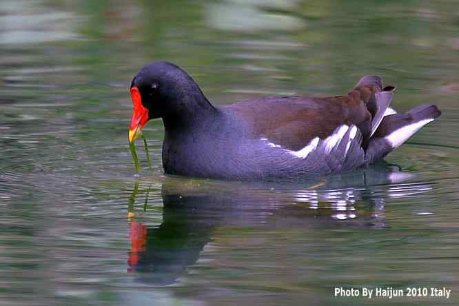【亚平宁半岛之旅 wbr. wbr趣拍黑水鸡】
