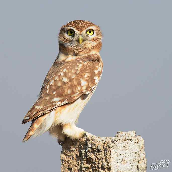 官厅水库&nbsp;wbr路&nbsp;wbr练桩的纵纹腹小鸮