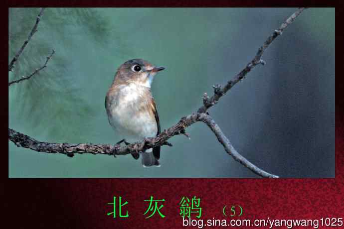 北京天坛公园的鸟类——北灰鹟（5）
