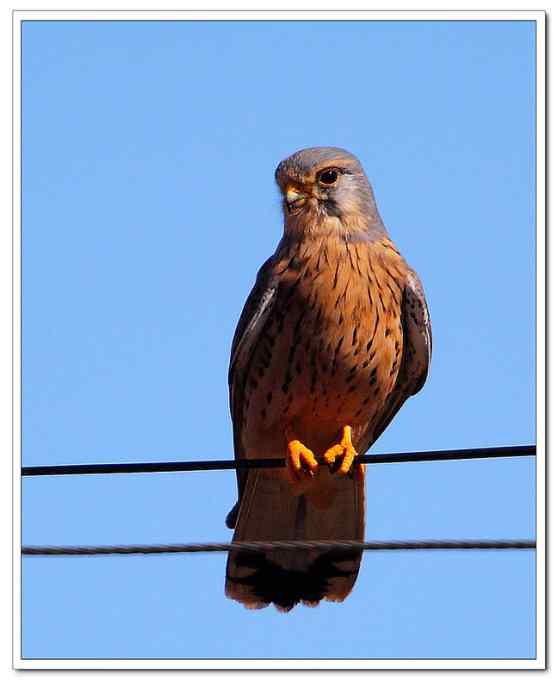 【鹰击长空--红隼雄姿】