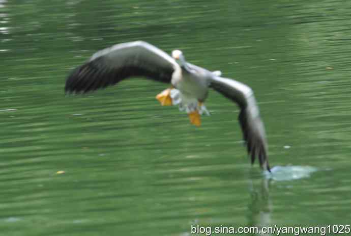 飞（斑头雁、野鸭）