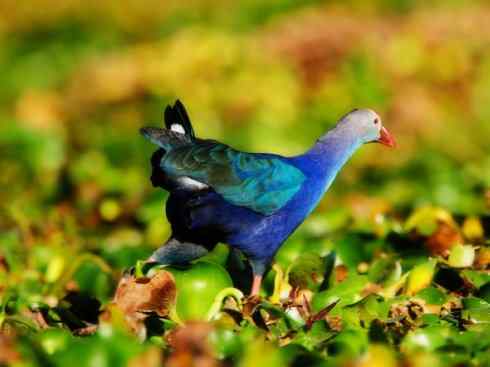 奇特的盔：紫水鸡