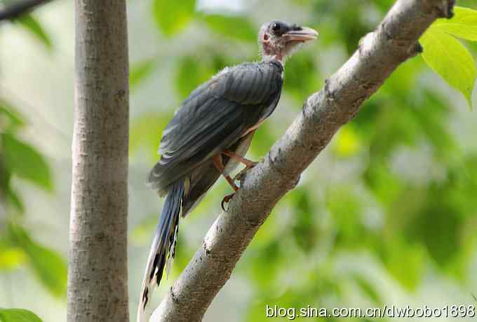 红嘴蓝鹊和它的宝宝