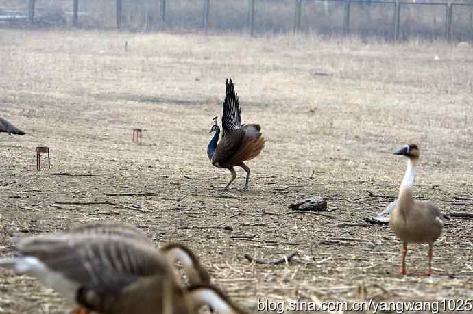 您见过秃尾巴孔雀开屏吗？（趣闻）