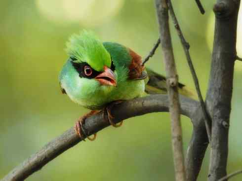 美丽无罪：雀鸟之绿鹊