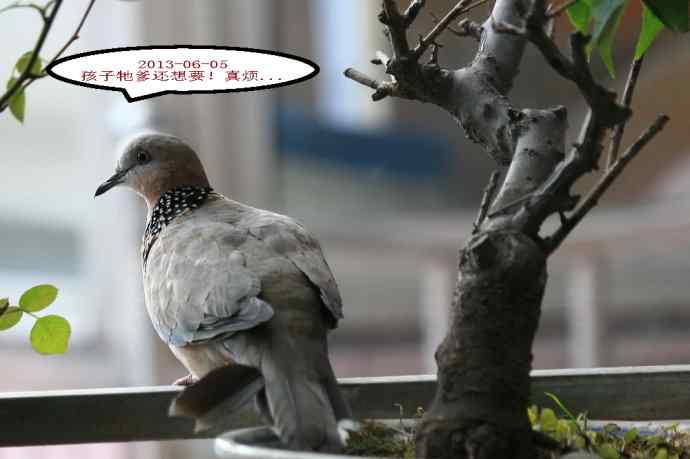 人鸟情未了-闹市十五楼珠颈斑鸠育儿记