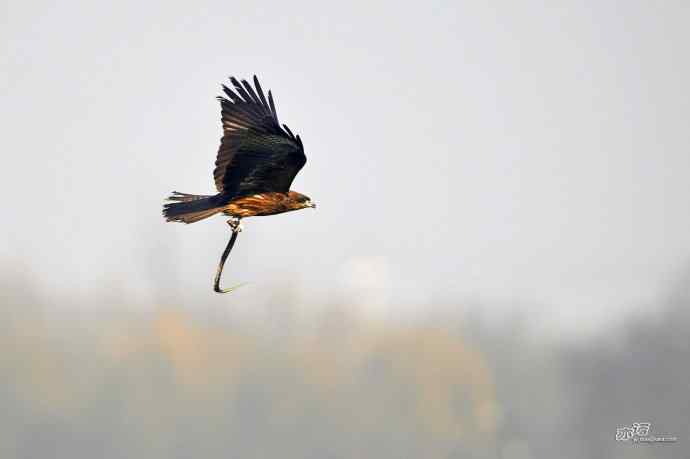 对黑耳鸢K07-012837的12次记录 对黑耳鸢K07-012837的12次记录