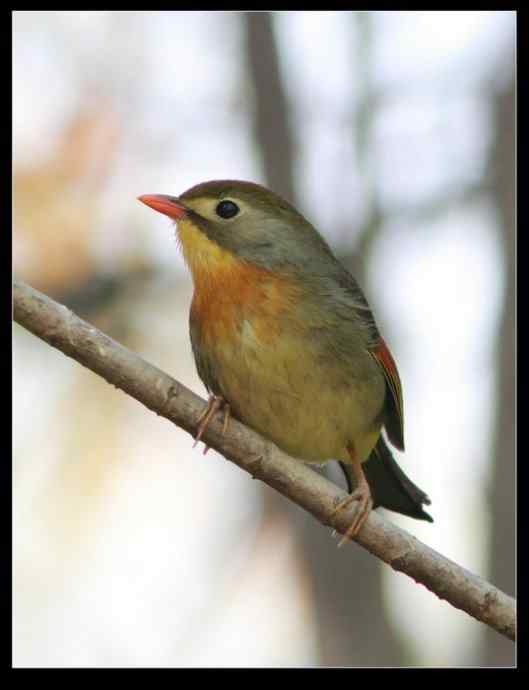 寻找红嘴相思鸟 寻找红嘴相思鸟