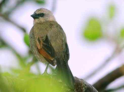 雀鸟也彪悍:小鸟也疯狂(红翅黑鹂) 雀鸟也彪悍:小鸟也疯狂(红翅黑鹂——拟鹂科的战斗种族)