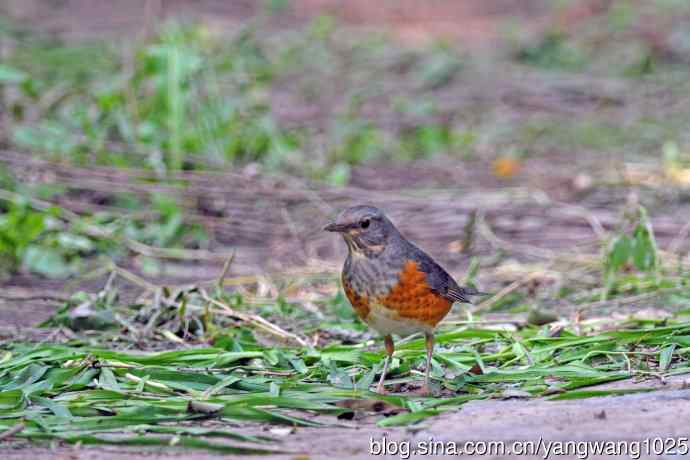 灰背鸫(2) 灰背鸫(2)