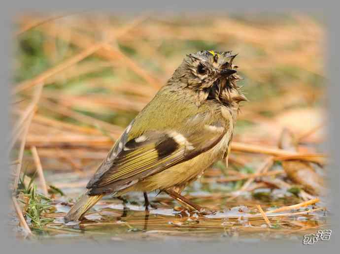 大年初三 wbr wbr戴菊洗涮 大年初三 wbr wbr戴菊洗涮