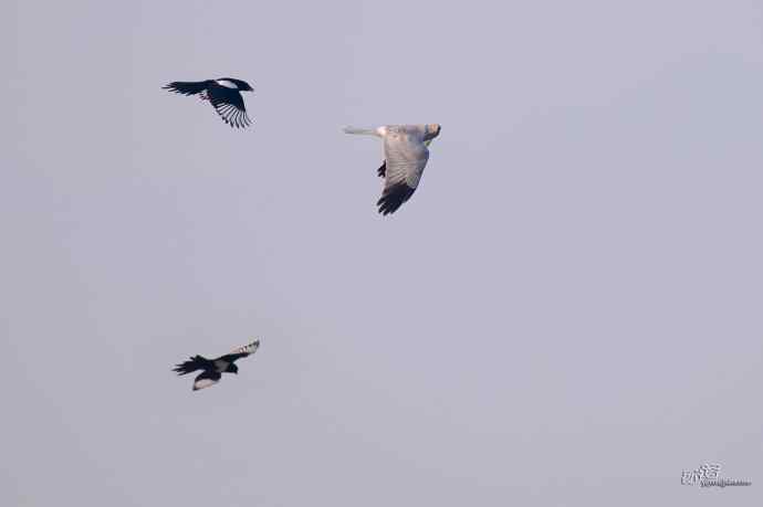 喜鹊鲜为人知的一面——顽强的领地捍卫者