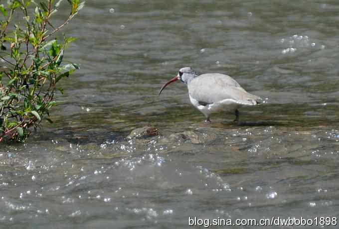 白河峡谷鸟调生境片
