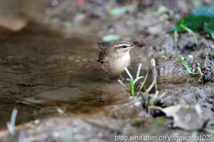 北京天坛公园的鸟类——巨嘴柳莺（5）