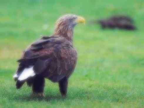 家禽驯化之源之六