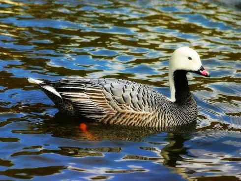 白头鸟系列:另类的美丽8 白头鸟系列:另类的美丽8