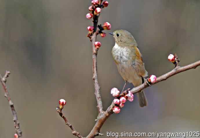 雌性红胁蓝尾鸲(38)