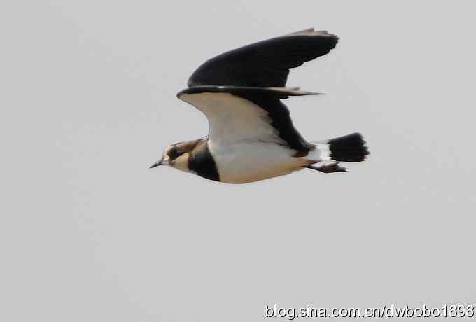 飞翔的凤头麦鸡