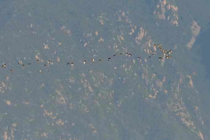 【新鸟】鹊鹞（雌）：野鸭湖之秋