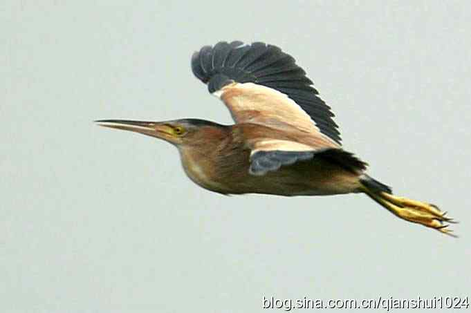 桑拿天打鸟 wbr真是乐使银(奥体公园)