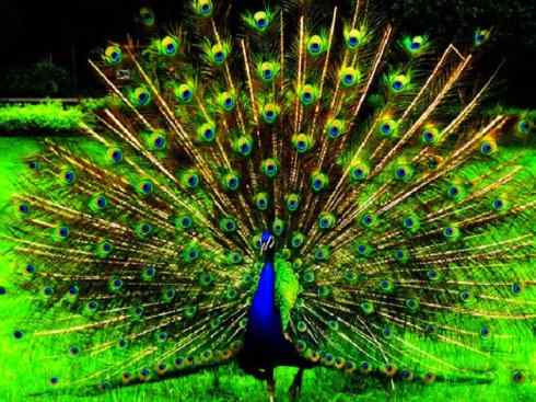 猎奇：长尾鸟雀之三（雉科孔雀、鹇属）