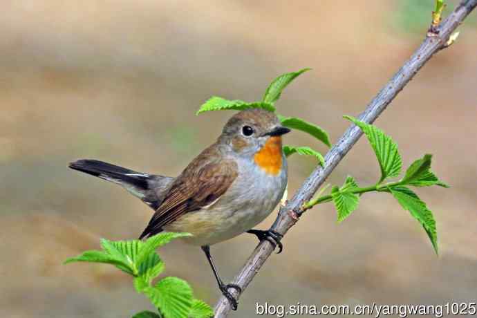 北京天坛公园的鸟类——雄性红喉姬鹟（15）