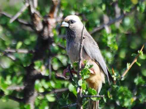 白头鸟系列：另类的美丽6
