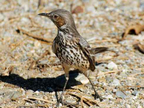 雀鸟也彪悍：别惹我（小嘲鸫）