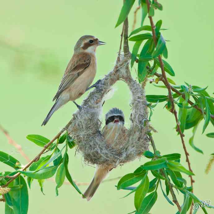 盘锦湿地 wbr路 wbr中华攀雀 盘锦湿地 wbr路 wbr中华攀雀