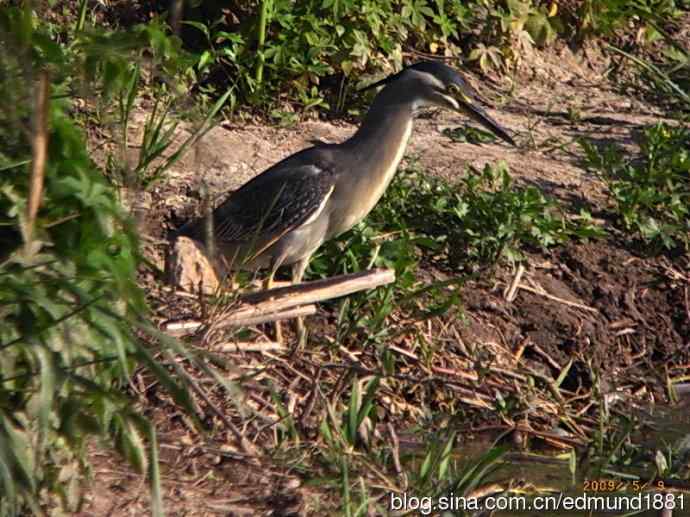 处女下海   施华望远鏡SW80HD打鸟