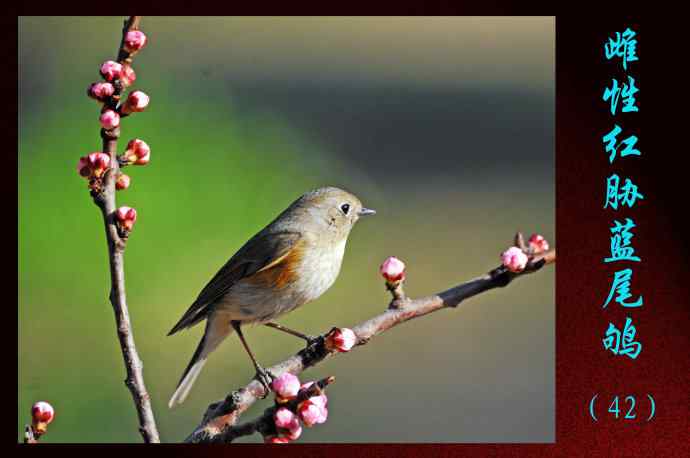 雌性红胁蓝尾鸲(42) 雌性红胁蓝尾鸲(42)