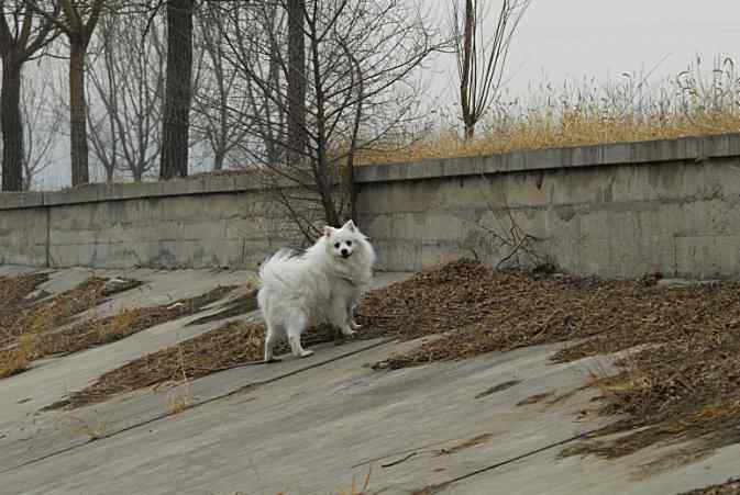 第一次拍到白鹡鸰*(永定河湿地)